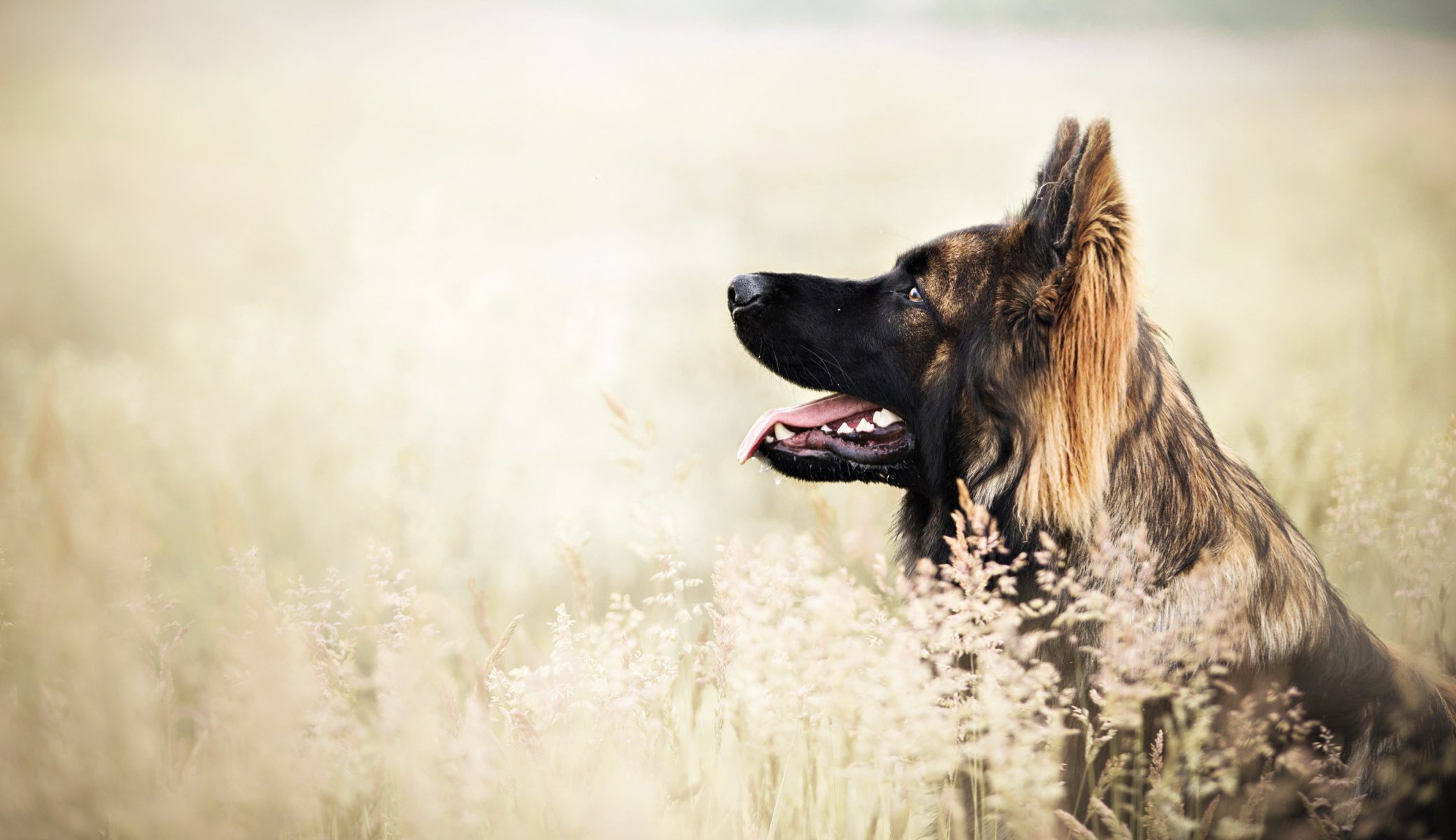 Взыскание ущерба при укусе собаки в Вахрушево