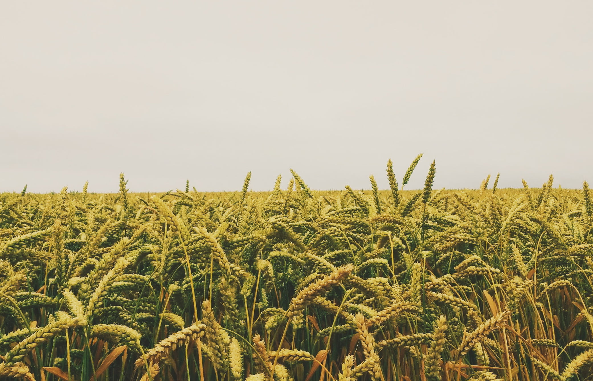 Юрист по земельным спорам в Вахрушево. Услуги земельного юриста.